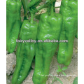 Big Fruit Type Early Mature Strong Growing Potential Bell Pepper Seeds For Growing-First 801